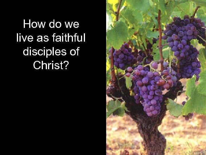 How do we live as faithful disciples of Christ? 