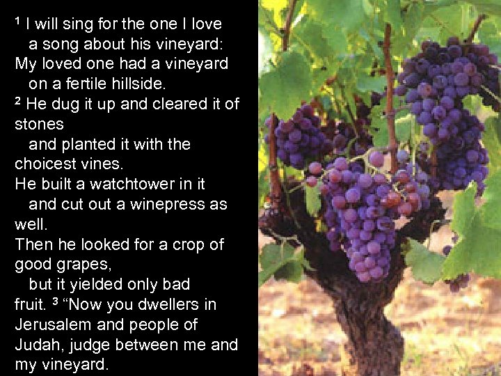 1 I will sing for the one I love a song about his vineyard: