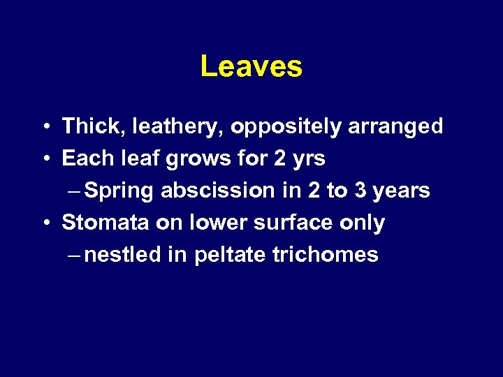 Leaves • Thick, leathery, oppositely arranged • Each leaf grows for 2 yrs –