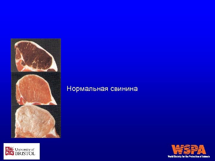 Нормальная свинина 
