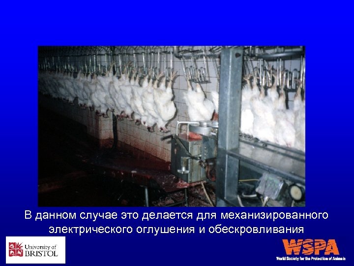 В данном случае это делается для механизированного электрического оглушения и обескровливания 