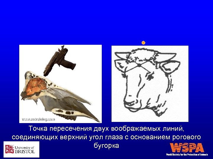 Точка пересечения двух воображаемых линий, соединяющих верхний угол глаза с основанием рогового бугорка 