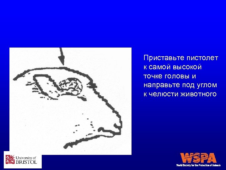 Приставьте пистолет к самой высокой точке головы и направьте под углом к челюсти животного
