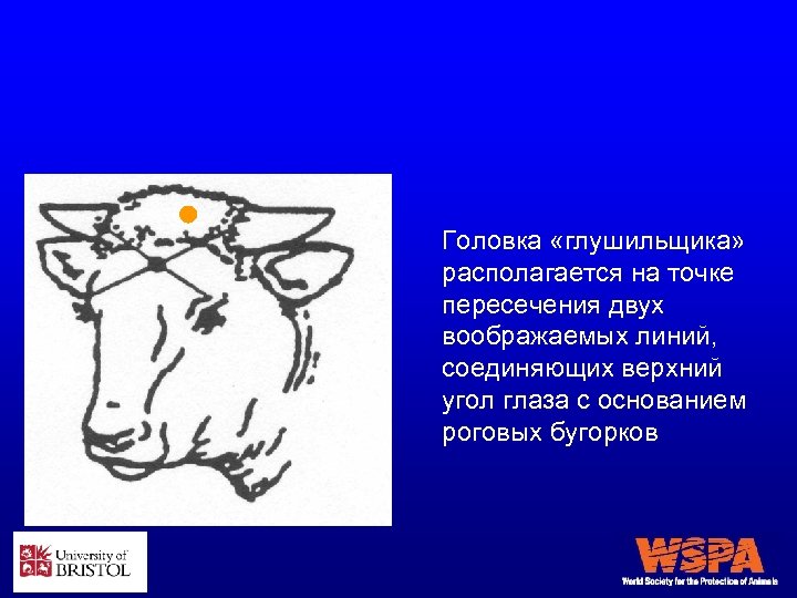 Головка «глушильщика» располагается на точке пересечения двух воображаемых линий, соединяющих верхний угол глаза с