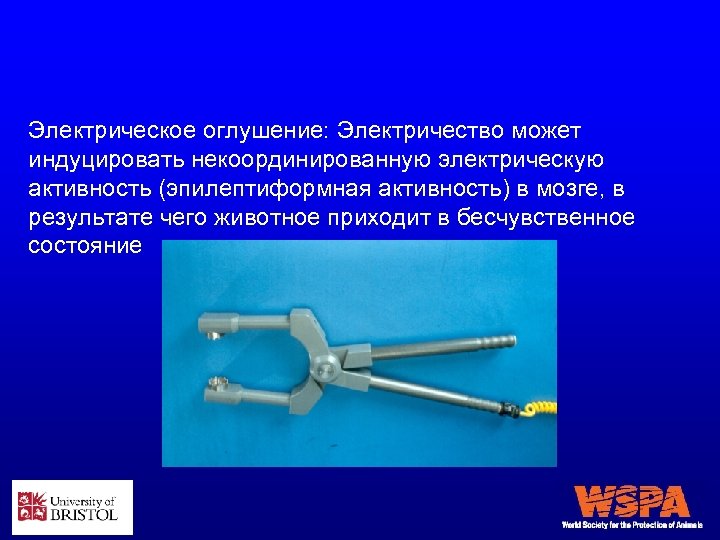 Электрическое оглушение: Электричество может индуцировать некоординированную электрическую активность (эпилептиформная активность) в мозге, в результате