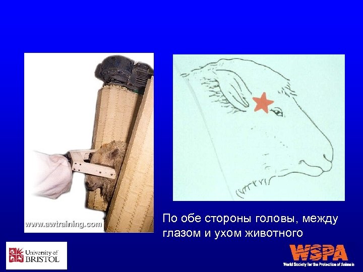 По обе стороны головы, между глазом и ухом животного 