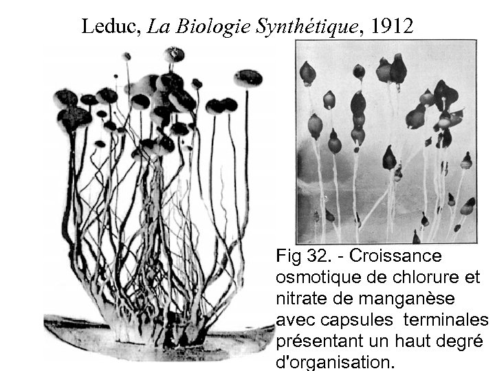Leduc, La Biologie Synthétique, 1912 Fig 32. - Croissance osmotique de chlorure et nitrate