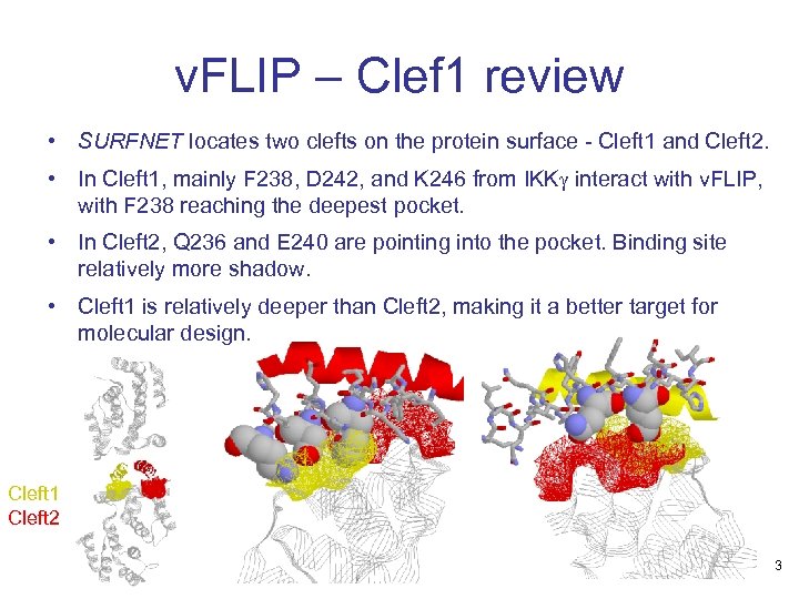 v. FLIP – Clef 1 review • SURFNET locates two clefts on the protein