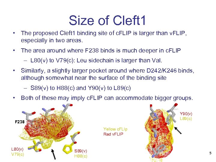 Size of Cleft 1 • The proposed Cleft 1 binding site of c. FLIP