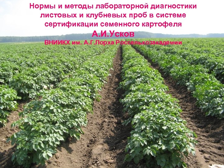 Нормы и методы лабораторной диагностики листовых и клубневых проб в системе сертификации семенного картофеля