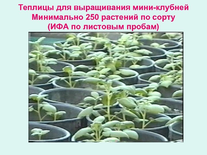 Теплицы для выращивания мини-клубней Минимально 250 растений по сорту (ИФА по листовым пробам) 
