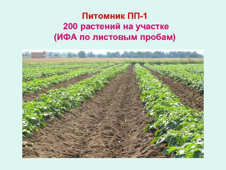 Питомник ПП-1 200 растений на участке (ИФА по листовым пробам) 