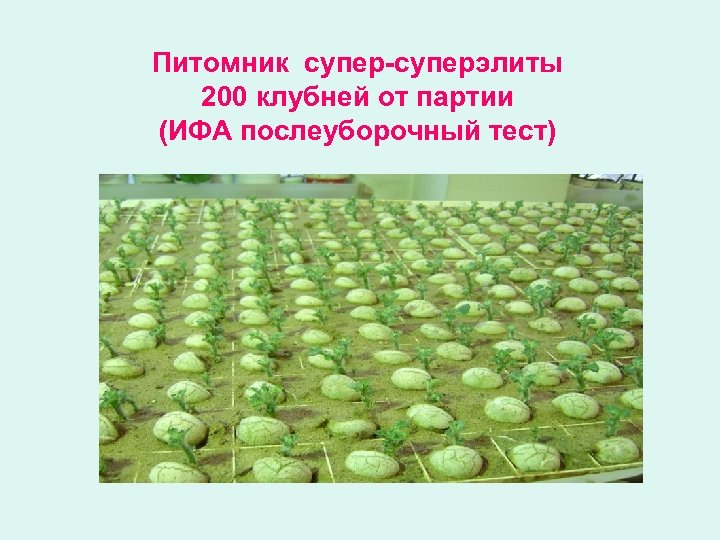 Питомник супер-суперэлиты 200 клубней от партии (ИФА послеуборочный тест) 