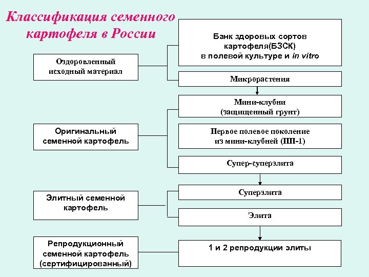 Классификация семенного картофеля в России Оздоровленный исходный материал Банк здоровых сортов картофеля(БЗСК) в полевой