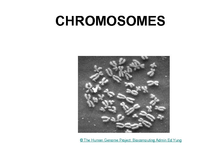 CHROMOSOMES © The Human Genome Project: Biocomputing Admin Ed Yung 