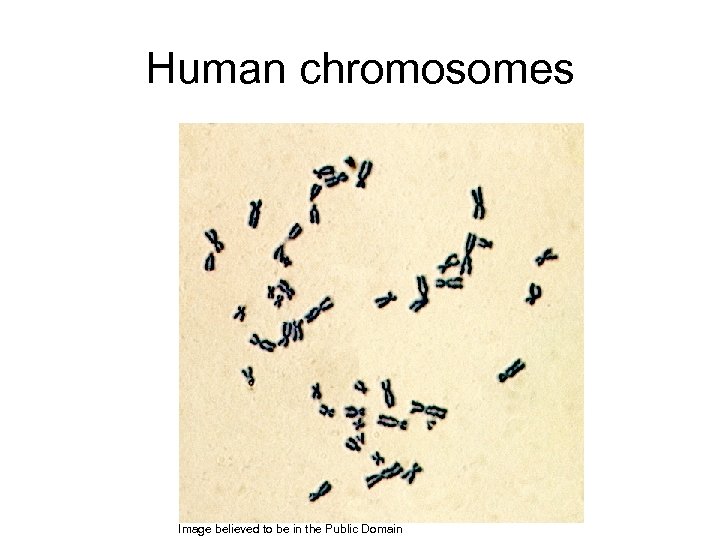 Human chromosomes Image believed to be in the Public Domain 