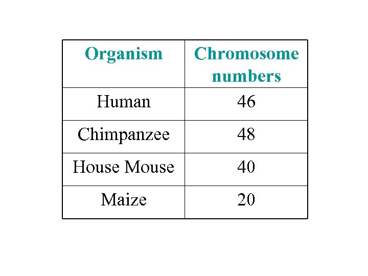 Organism Human Chromosome numbers 46 Chimpanzee 48 House Mouse 40 Maize 20 