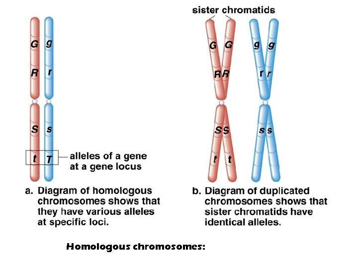 Homologous chromosomes: 