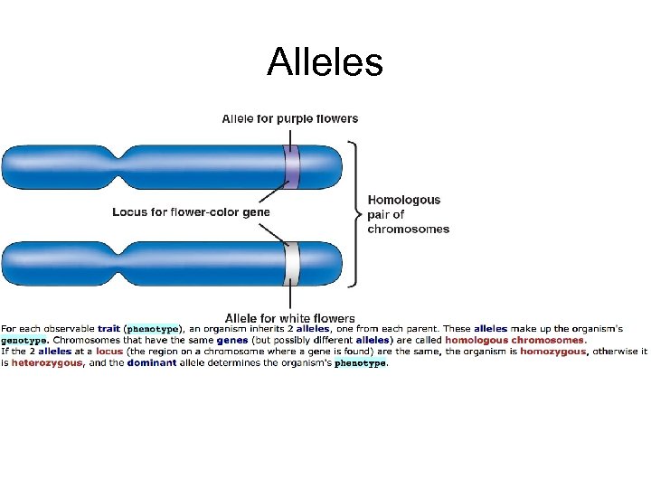 Alleles 