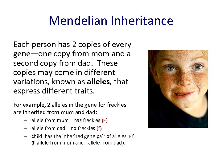 Mendelian Inheritance Each person has 2 copies of every gene—one copy from mom and