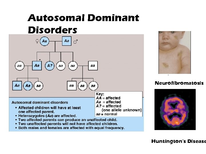 Autosomal Dominant Disorders Neurofibromatosis Huntington’s Disease 