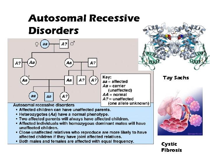 Autosomal Recessive Disorders Tay Sachs Cystic Fibrosis 