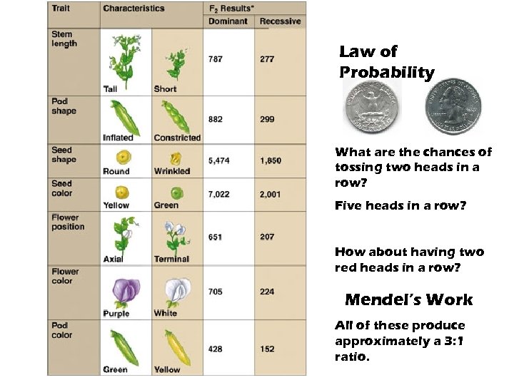 Law of Probability What are the chances of tossing two heads in a row?