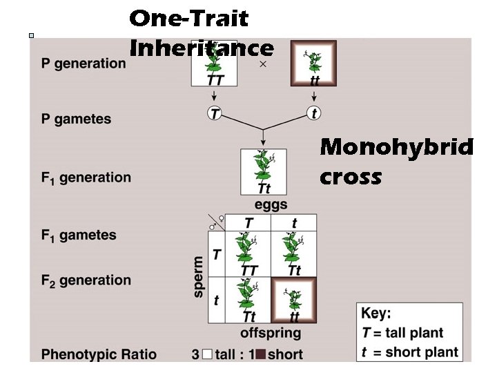 One-Trait Inheritance Monohybrid cross 