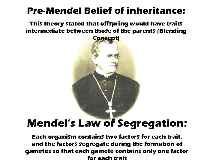 Pre-Mendel Belief of inheritance: This theory stated that offspring would have traits intermediate between