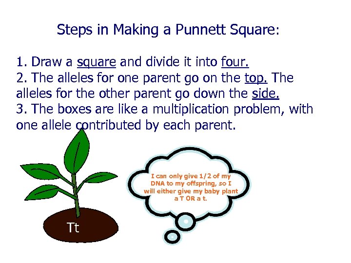 Steps in Making a Punnett Square: 1. Draw a square and divide it into