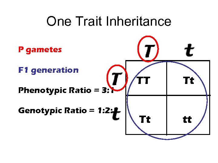 One Trait Inheritance P gametes F 1 generation Phenotypic Ratio = 3: 1 Genotypic