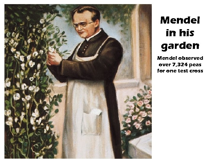 Mendel in his garden Mendel observed over 7, 324 peas for one test cross