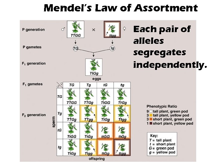 Mendel’s Law of Assortment Each pair of alleles segregates independently. 