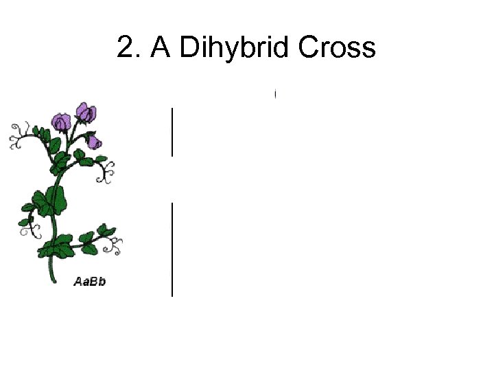 2. A Dihybrid Cross 