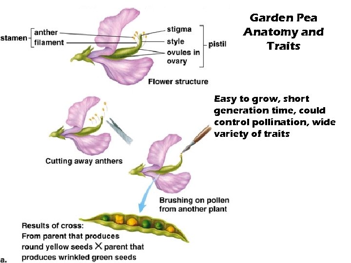 Garden Pea Anatomy and Traits Easy to grow, short generation time, could control pollination,