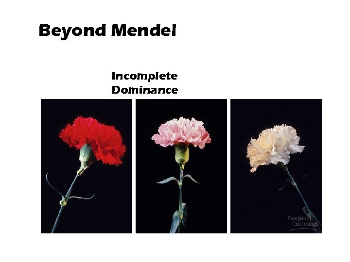 Beyond Mendel Incomplete Dominance 