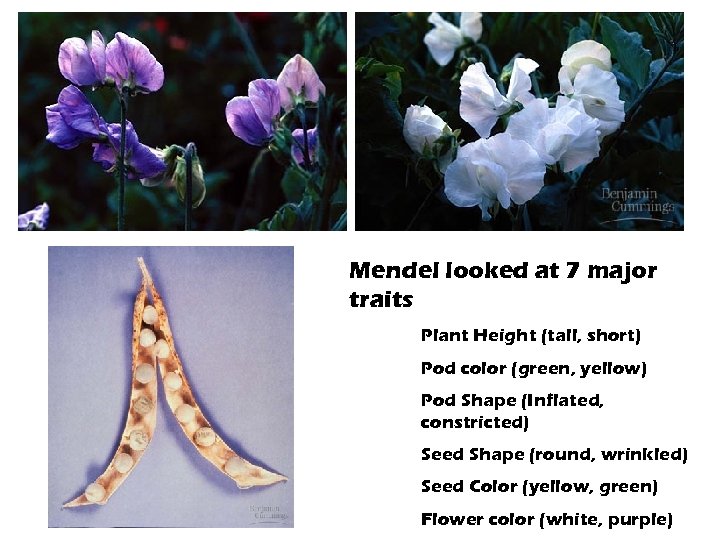 Mendel looked at 7 major traits Plant Height (tall, short) Pod color (green, yellow)