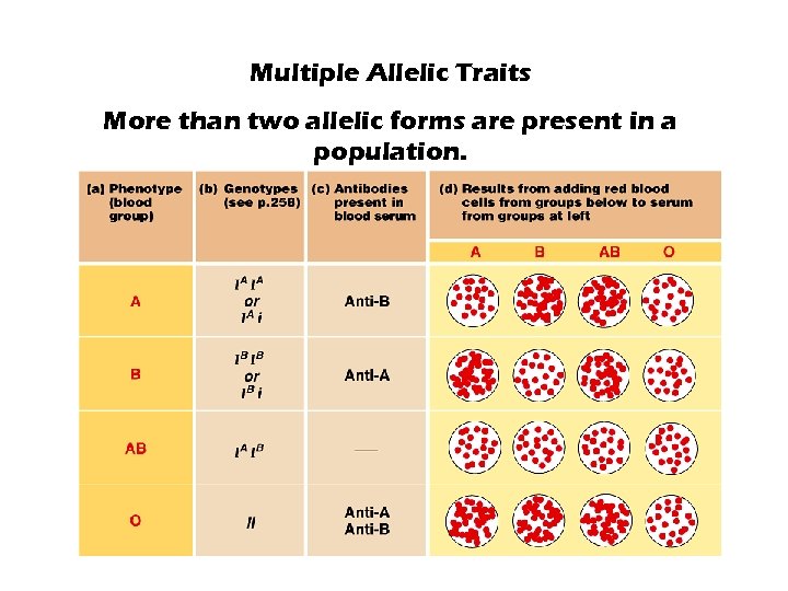 Multiple Allelic Traits More than two allelic forms are present in a population. 