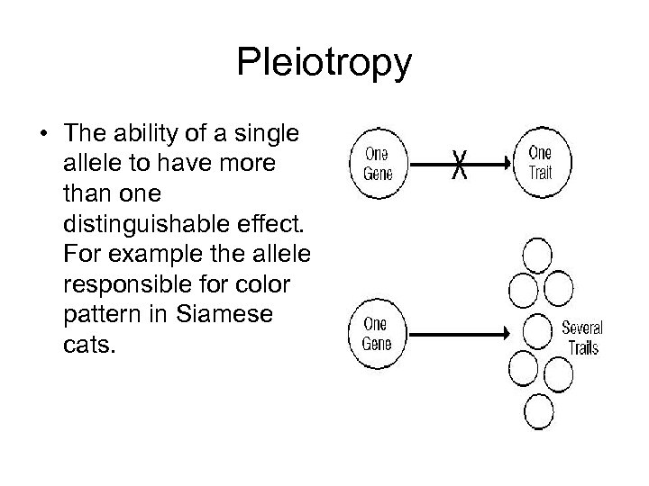 Pleiotropy • The ability of a single allele to have more than one distinguishable