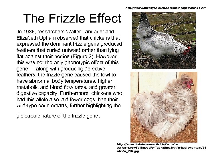 http: //www. thecitychicken. com/mainpagemarch 24 -201 The Frizzle Effect In 1936, researchers Walter Landauer