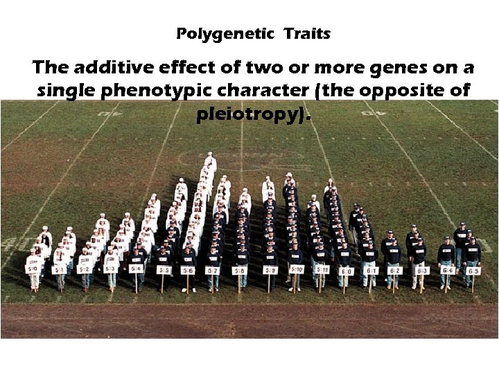 Polygenetic Traits The additive effect of two or more genes on a single phenotypic