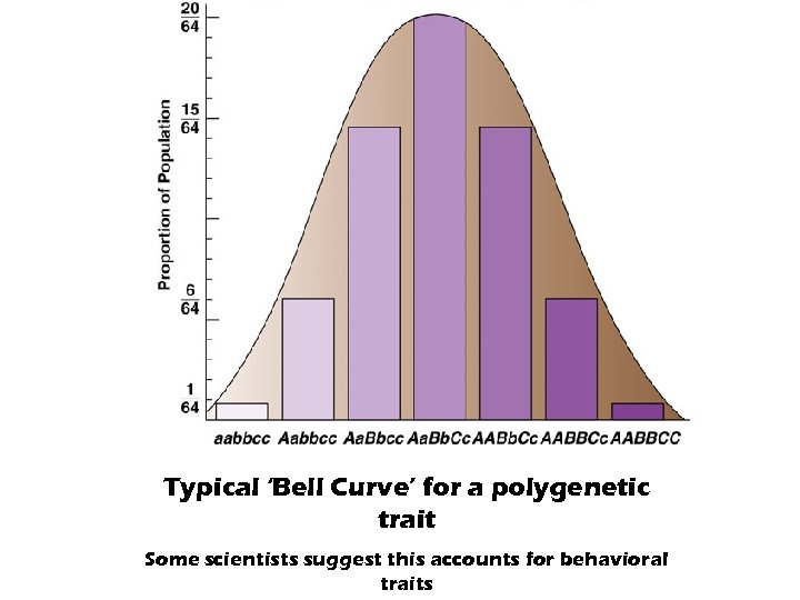 Typical ‘Bell Curve’ for a polygenetic trait Some scientists suggest this accounts for behavioral