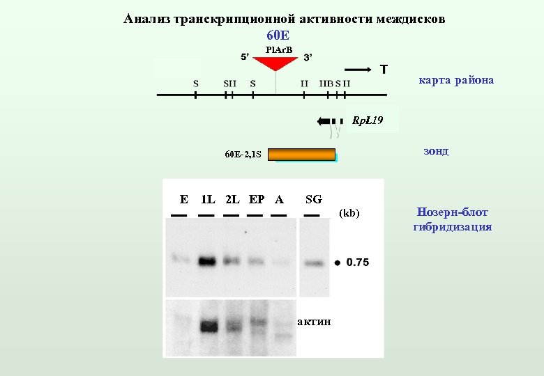 Анализ транскрипционной активности междисков 60 E Pl. Ar. B карта района rpl 19 Rp.