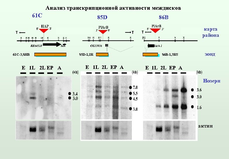 Анализ транскрипционной активности междисков 61 C 85 D 86 B карта района RE 64518