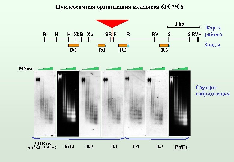 Нуклеосомная организация междиска 61 С 7/С 8 1 kb Ib 0 Ib 1 Ib