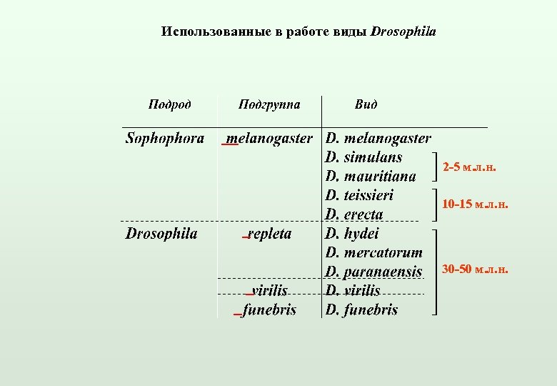Использованные в работе виды Drosophila 2 -5 м. л. н. 10 -15 м. л.