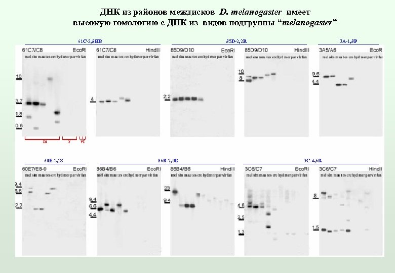 ДНК из районов междисков D. melanogaster имеет высокую гомологию с ДНК из видов подгруппы