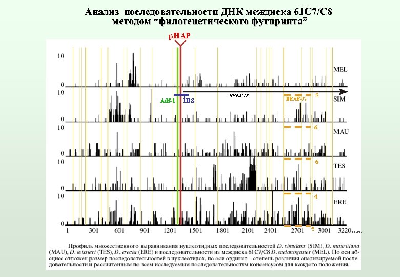 Анализ последовательности ДНК междиска 61 С 7/C 8 методом “филогенетического футпринта” p. HAP Adf-1