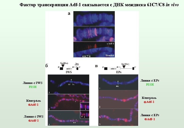 Фактор транскрипции Adf-1 связывается с ДНК междиска 61 С 7/C 8 in vivo Линия