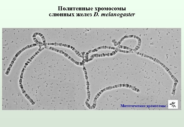 Политенные хромосомы слюнных желез D. melanogaster Митотические хромосомы - 